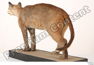 Asian golden cat Catopuma Temminckii whole body 0008.jpg